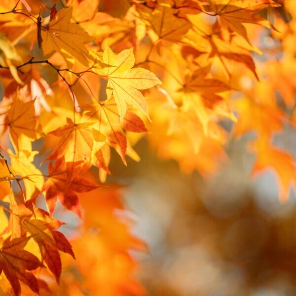 Beautiful maple leaves in autumn sunny day in foreground and blurry background in Kyushu, Japan. No people, close up, copy space, macro shot.