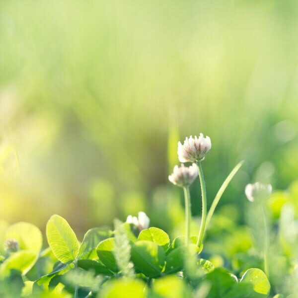 Flowering clover in meadow, spring grass and clover flower lit b